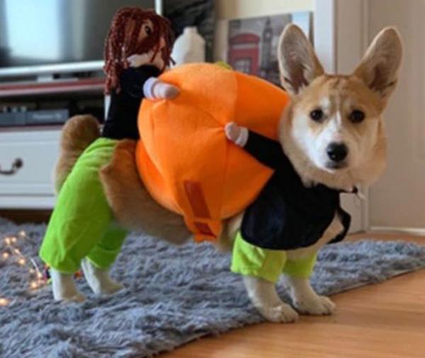 Halloween Pet Pumpkin Costume photo review