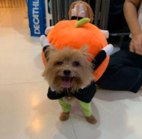 Halloween Pet Pumpkin Costume photo review