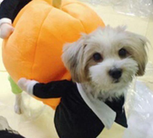 Halloween Pet Pumpkin Costume photo review