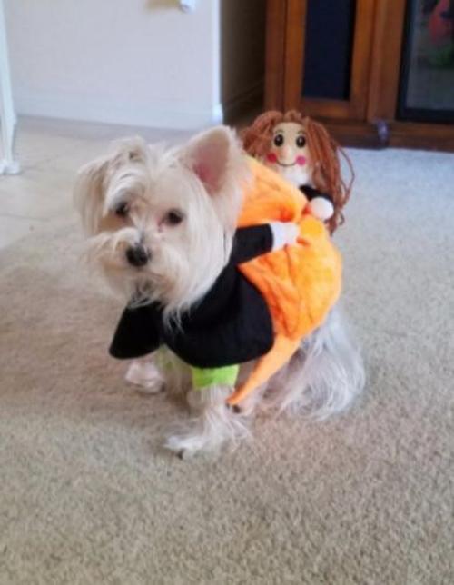 Halloween Pet Pumpkin Costume photo review