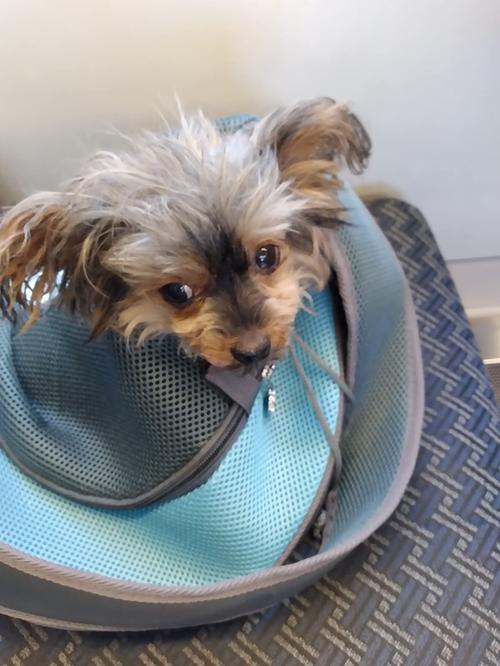 Hands-Free, Adjustable Pet Carrier Sling for Small Dogs and Cats photo review