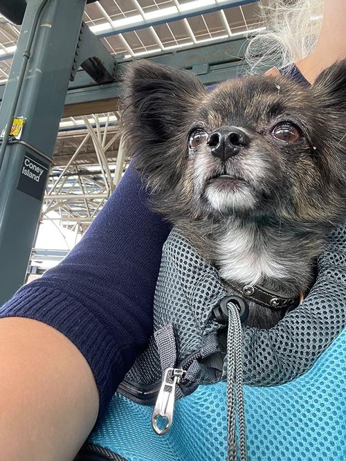 Hands-Free, Adjustable Pet Carrier Sling for Small Dogs and Cats photo review