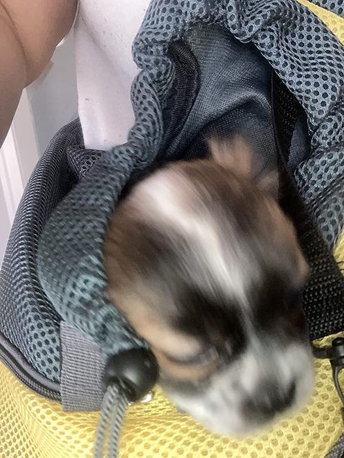 Hands-Free, Adjustable Pet Carrier Sling for Small Dogs and Cats photo review