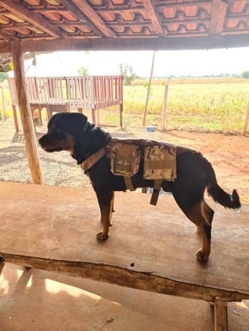 Ihrtrade Tactical Dog Harness with Molle System and Adjustable Vest photo review