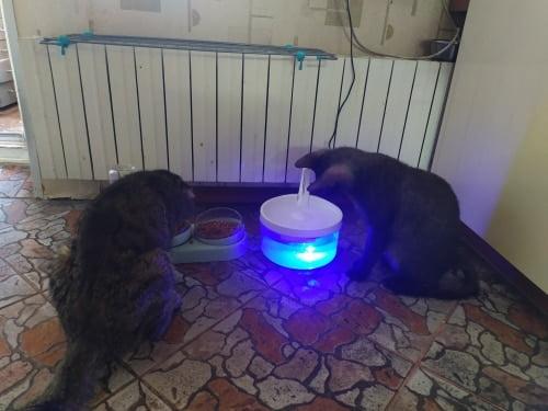 Intelligent Cat Drinking Water Fountain Automatic Circulating Water Dispenser photo review