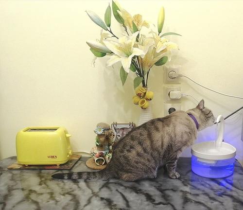 Intelligent Cat Drinking Water Fountain Automatic Circulating Water Dispenser photo review