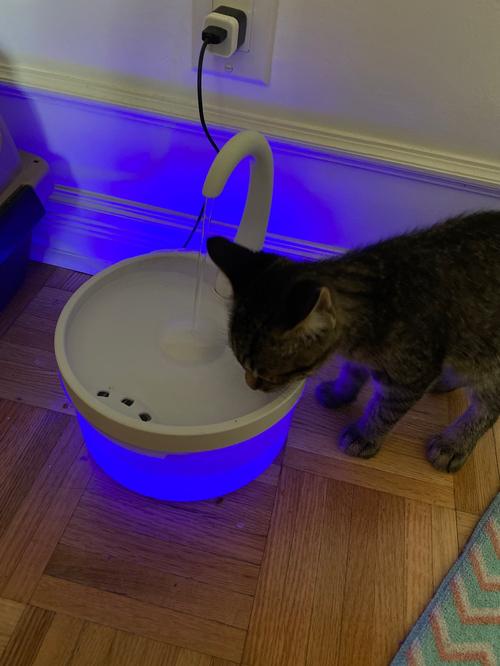 Intelligent Cat Drinking Water Fountain Automatic Circulating Water Dispenser photo review