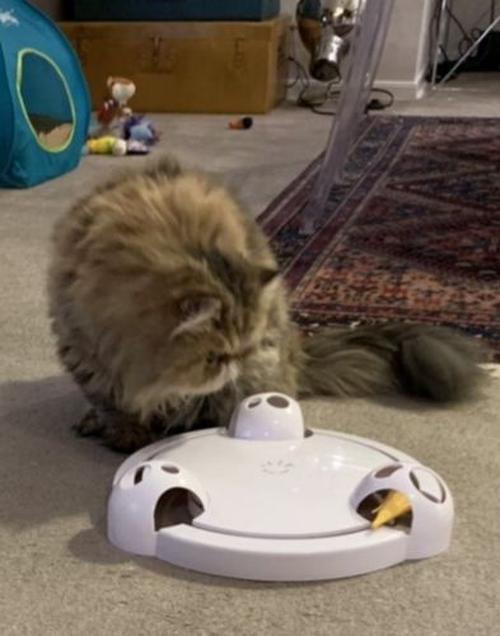 Interactive Mouse Pounce Cat Toy photo review