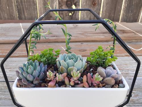 Iron Hanging Succulent Planter Rack for Indoor Outdoor Home Decor photo review