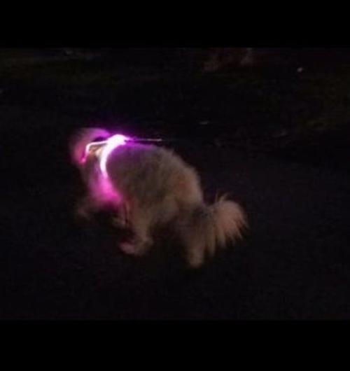 LED Running Vest with Flashing Lights - High Visibility for Night Safety photo review