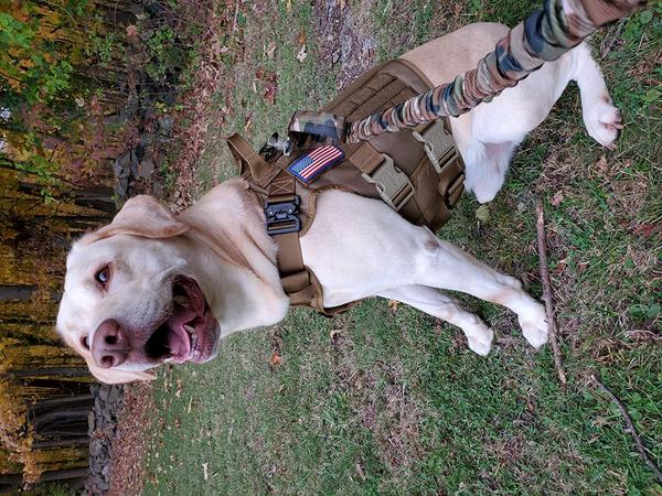 Military Tactical Dog Harness, Tactical Dog Clothes Outdoor Dog Vest photo review