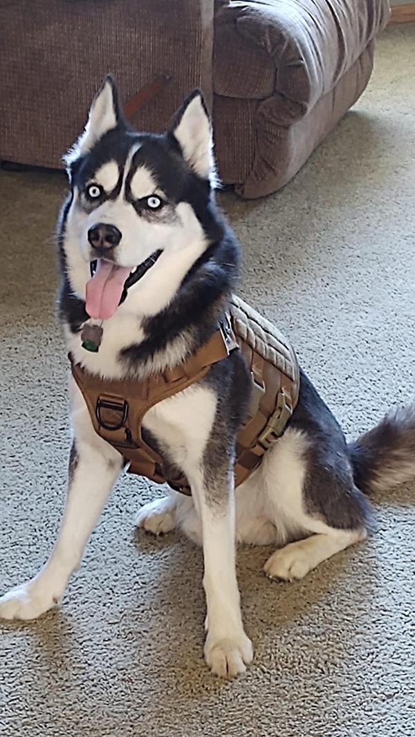 Military Tactical Dog Harness, Tactical Dog Clothes Outdoor Dog Vest photo review