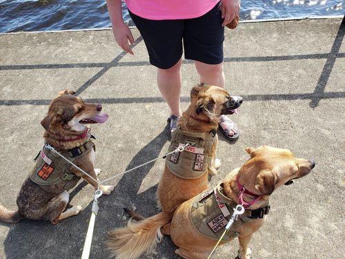 Military Tactical Dog Harness, Tactical Dog Clothes Outdoor Dog Vest photo review