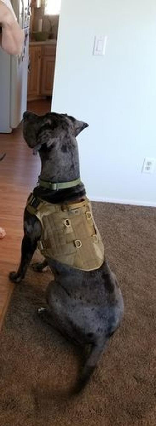 Military Tactical Dog Harness, Tactical Dog Clothes Outdoor Dog Vest photo review