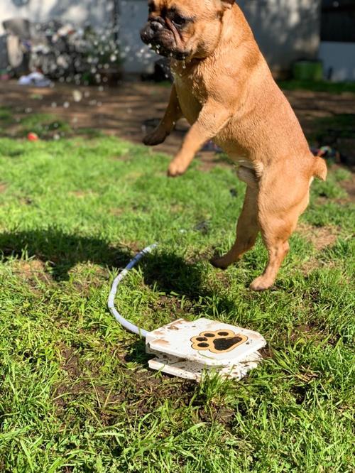 Outdoor drinking fountain for dogs photo review