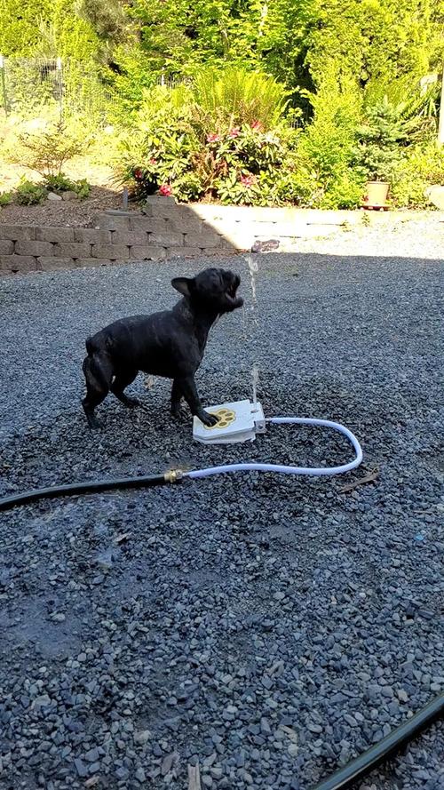 Outdoor drinking fountain for dogs photo review