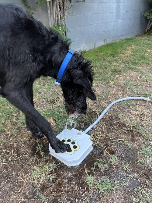 Outdoor drinking fountain for dogs photo review