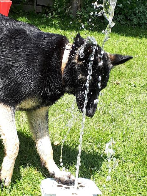 Outdoor drinking fountain for dogs photo review