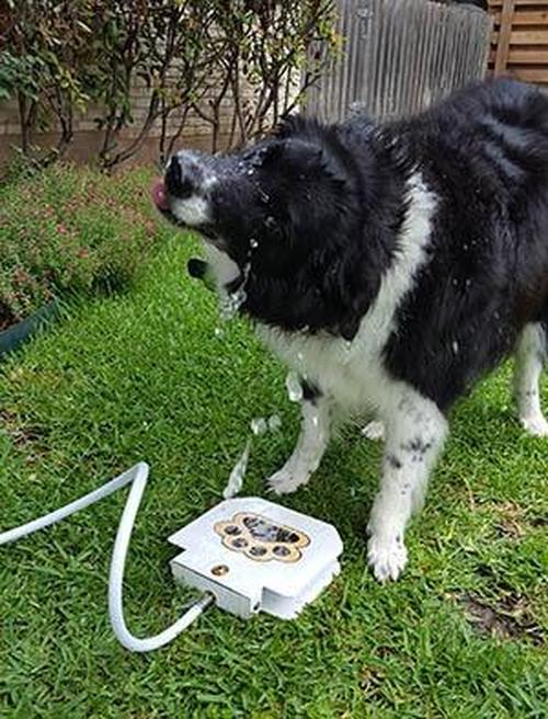 Outdoor drinking fountain for dogs photo review