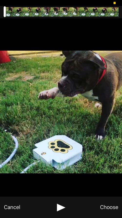 Outdoor drinking fountain for dogs photo review