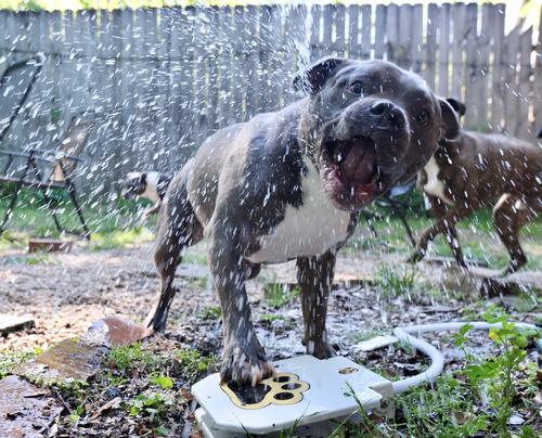 Outdoor drinking fountain for dogs photo review