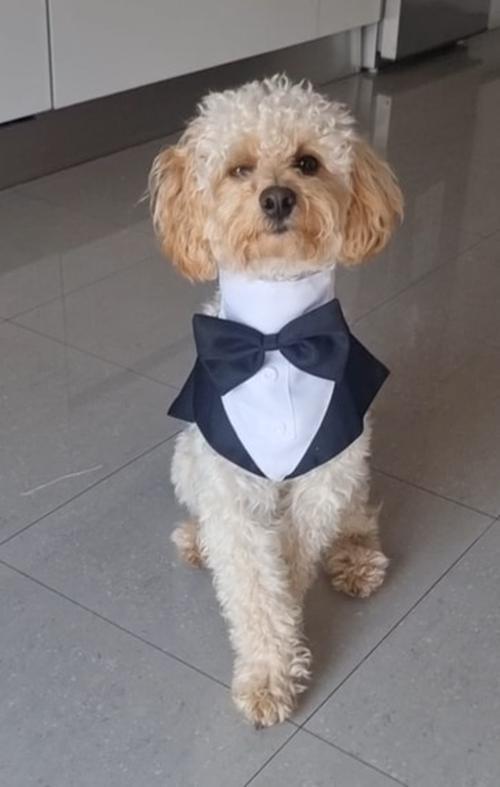 Party Wedding Dog Collar Bow Tie for Small Medium Large Dogs photo review