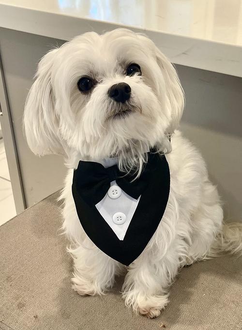 Party Wedding Dog Collar Bow Tie for Small Medium Large Dogs photo review