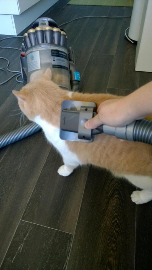 Perfect Pet Grooming Vacuum: Cordless, Easy-to-Use, & Safe for All Pets photo review