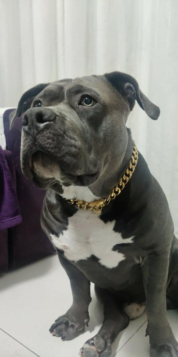 Pet Necklace Thick Gold Chain Plated Plastic Identified Safety Collar Puppy Dogs photo review