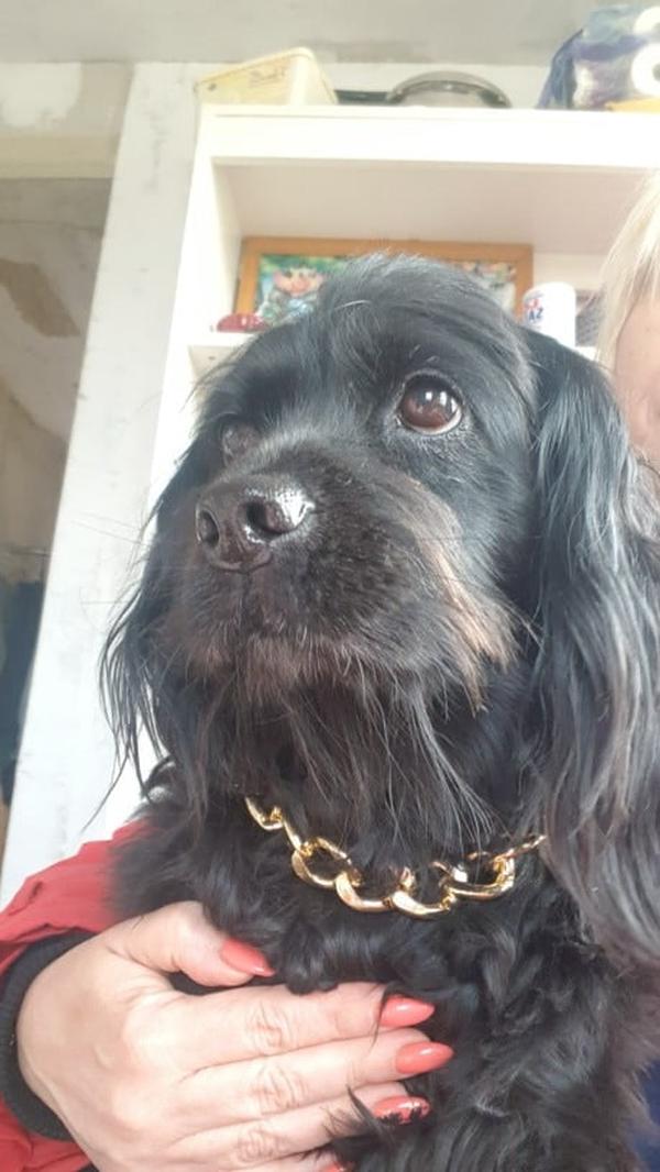 Pet Necklace Thick Gold Chain Plated Plastic Identified Safety Collar Puppy Dogs photo review