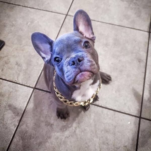 Pet Necklace Thick Gold Chain Plated Plastic Identified Safety Collar Puppy Dogs photo review