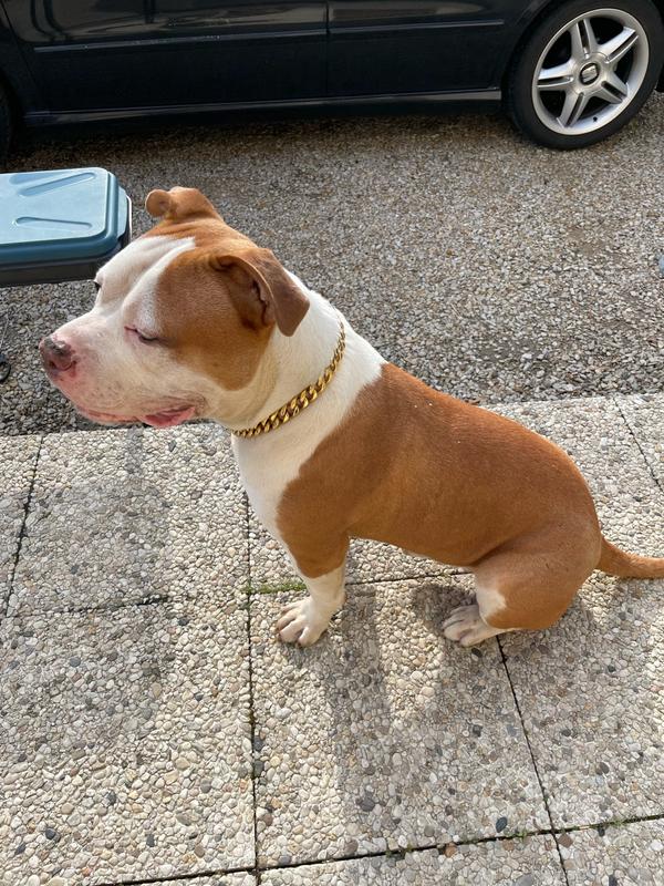 Pet Necklace Thick Gold Chain Plated Plastic Identified Safety Collar Puppy Dogs photo review