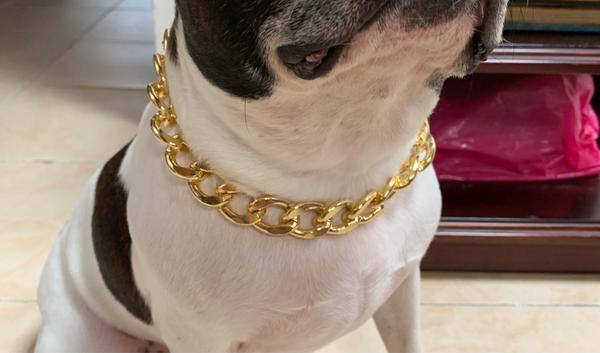 Pet Necklace Thick Gold Chain Plated Plastic Identified Safety Collar Puppy Dogs photo review