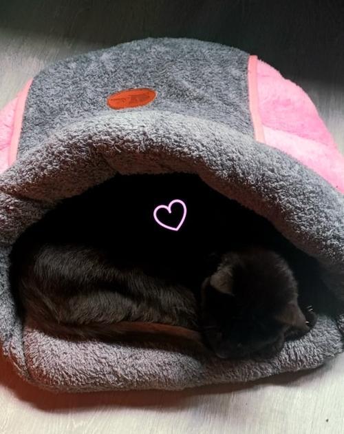 Pocket Igloo For Pet And Dogs - Warm And Comfy For Pets photo review