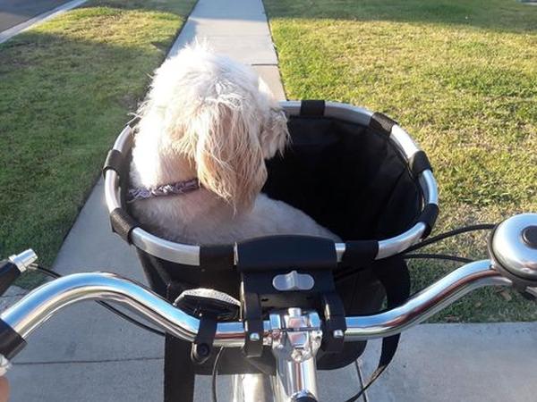 Premium Bicycle Dog Basket Front Dog Carrier Basket photo review