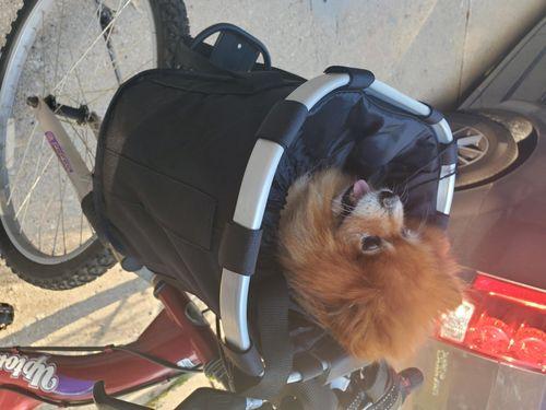 Premium Bicycle Dog Basket Front Dog Carrier Basket photo review