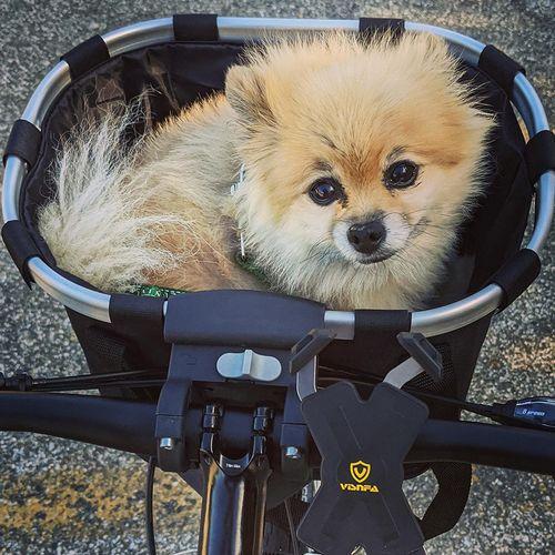 Premium Bicycle Dog Basket Front Dog Carrier Basket photo review