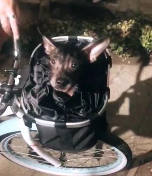 Premium Bicycle Dog Basket Front Dog Carrier Basket photo review