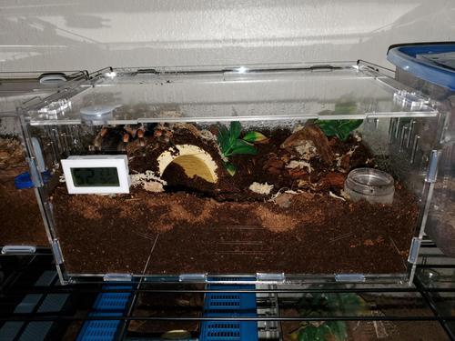 Premium Pvc Transparent Reptile Enclosure Terrarium Tank photo review