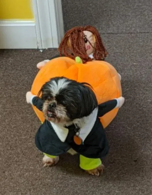 Pumpkin Halloween Dog Costume photo review