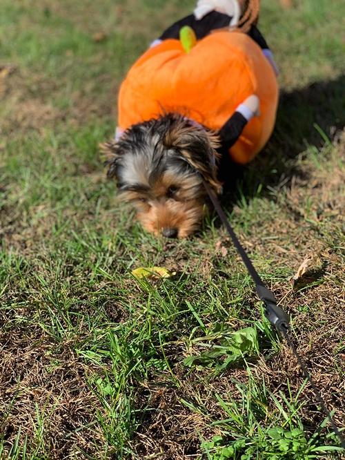 Pumpkin Halloween Dog Costume photo review