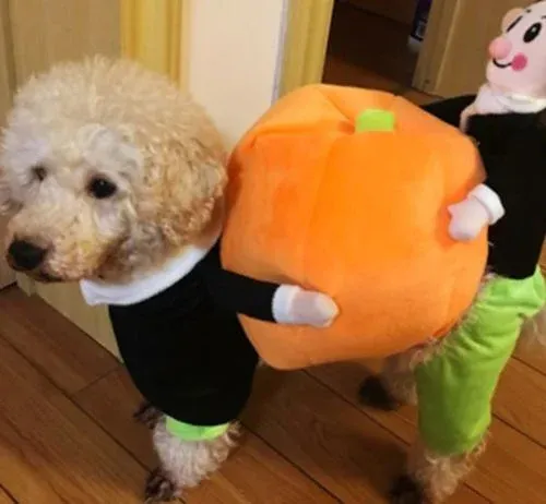 Pumpkin Halloween Dog Costume photo review