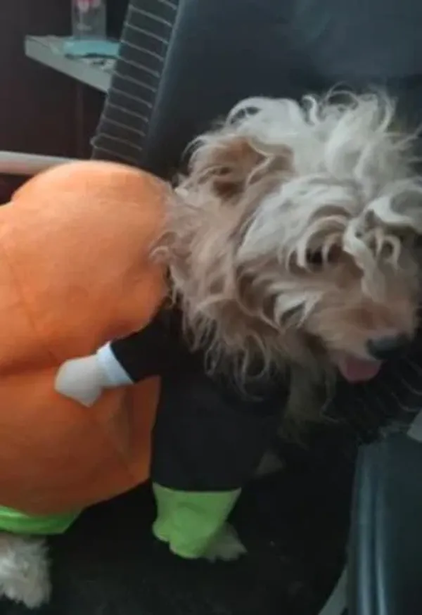 Pumpkin Halloween Dog Costume photo review