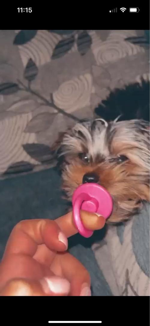 Rubber Pacifier Ring Shape Bite Resistant Puppy Teeth Cleaning Chew Toys for Small Dogs photo review