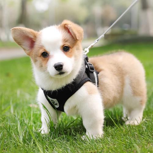 Safe and Comfortable Cat Harness and Leash Set with Reflective Strips