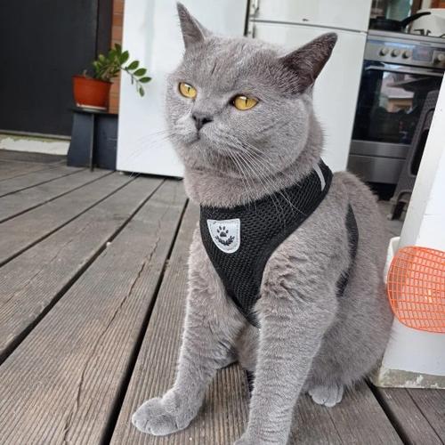 Safe and Comfortable Cat Harness and Leash Set with Reflective Strips photo review