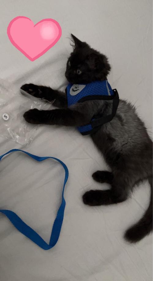 Safe and Comfortable Cat Harness and Leash Set with Reflective Strips photo review