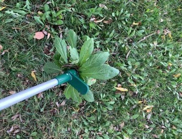 Standing Weed Puller Root Removal Tool photo review