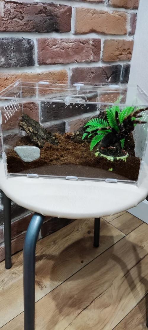 Terrarium Reptile Terra Breeding Stackable Enclosure photo review