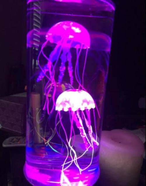 The Hypnotic Jellyfish Aquarium photo review